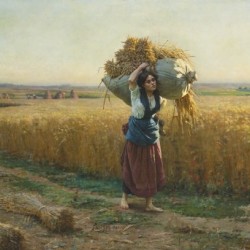 The harvest